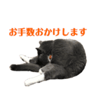 犬猫三昧⑤（個別スタンプ：3）