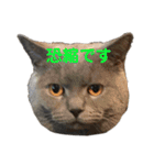 犬猫三昧⑤（個別スタンプ：5）