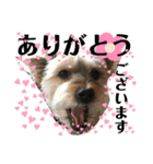 犬猫三昧⑤（個別スタンプ：6）