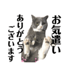 犬猫三昧⑤（個別スタンプ：7）