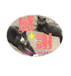 犬猫三昧⑤（個別スタンプ：8）