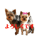 犬猫三昧⑤（個別スタンプ：9）