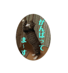 犬猫三昧⑤（個別スタンプ：10）