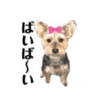 犬猫三昧⑤（個別スタンプ：12）
