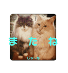 犬猫三昧⑤（個別スタンプ：13）