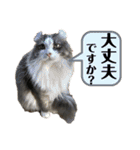 犬猫三昧⑤（個別スタンプ：14）