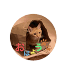 川村さん家のネコ（個別スタンプ：1）