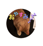川村さん家のネコ（個別スタンプ：2）