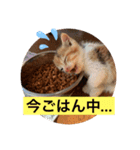 川村さん家のネコ（個別スタンプ：3）