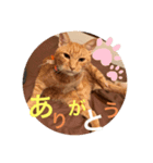 川村さん家のネコ（個別スタンプ：5）