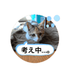 川村さん家のネコ（個別スタンプ：8）