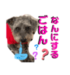 kamimoriスタンプ（個別スタンプ：13）
