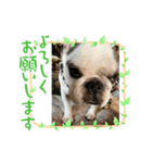 春のアレク犬スタンプ（個別スタンプ：1）