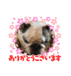 春のアレク犬スタンプ（個別スタンプ：3）