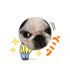 春のアレク犬スタンプ（個別スタンプ：7）