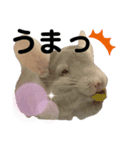チンチラのちぃちゃんとうづきちゃん（個別スタンプ：1）