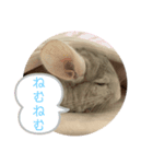 チンチラのちぃちゃんとうづきちゃん（個別スタンプ：5）
