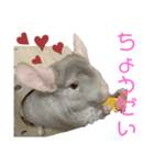 チンチラのちぃちゃんとうづきちゃん（個別スタンプ：7）