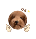 トイプーPinちゃんの日常（個別スタンプ：2）