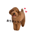 トイプーPinちゃんの日常（個別スタンプ：4）