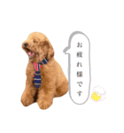 トイプーPinちゃんの日常（個別スタンプ：7）