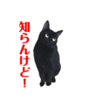 5匹の猫たち♪（個別スタンプ：1）