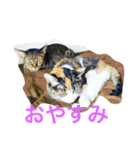 5匹の猫たち♪（個別スタンプ：2）