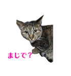5匹の猫たち♪（個別スタンプ：3）