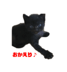 5匹の猫たち♪（個別スタンプ：5）