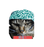 5匹の猫たち♪（個別スタンプ：6）