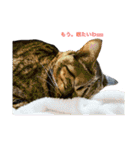 5匹の猫たち♪（個別スタンプ：7）