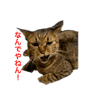 5匹の猫たち♪（個別スタンプ：9）