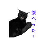5匹の猫たち♪（個別スタンプ：12）