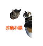5匹の猫たち♪（個別スタンプ：13）