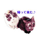 5匹の猫たち♪（個別スタンプ：14）