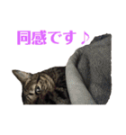 5匹の猫たち♪（個別スタンプ：15）
