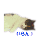 5匹の猫たち♪（個別スタンプ：16）