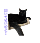 5匹の猫たち♪（個別スタンプ：17）