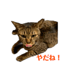 5匹の猫たち♪（個別スタンプ：18）
