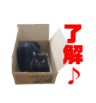 5匹の猫たち♪（個別スタンプ：19）