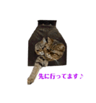 5匹の猫たち♪（個別スタンプ：20）