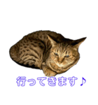 5匹の猫たち♪（個別スタンプ：21）