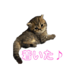5匹の猫たち♪（個別スタンプ：22）