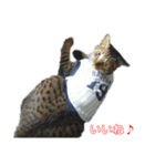 5匹の猫たち♪（個別スタンプ：23）