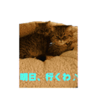 5匹の猫たち♪（個別スタンプ：24）