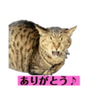 5匹の猫たち♪（個別スタンプ：25）
