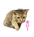 5匹の猫たち♪（個別スタンプ：26）