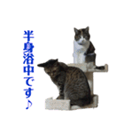 5匹の猫たち♪（個別スタンプ：27）