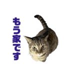 5匹の猫たち♪（個別スタンプ：28）