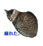 5匹の猫たち♪（個別スタンプ：29）